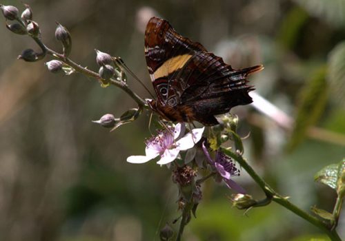 Habitat